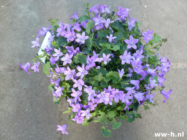 Campanula portenschlagiana - Klik op de afbeelding om het venster te sluiten